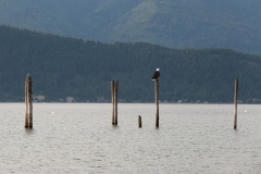 IMG_8092 copy